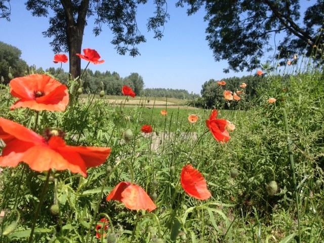 B&B Het Postenhofje Puiflijk Pokoj fotografie